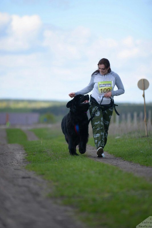 Фото: ньюфаундленд Aknolidzh Akela (Акнолидж Акела)