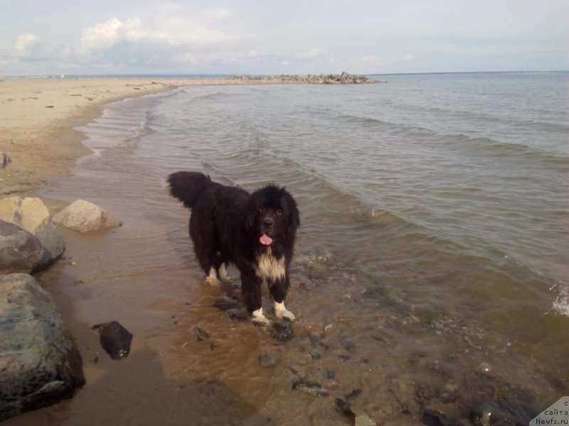 Фото: ньюфаундленд Zoren'ka YAsnaya ot Sibirskogo Medvedya (Зоренька Ясная от Сибирского Медведя)