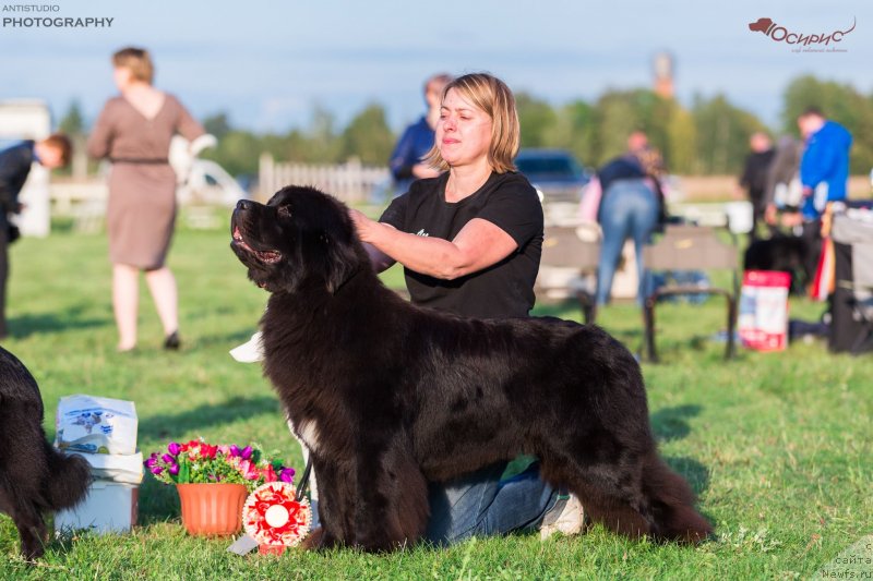 Фото: ньюфаундленд Callistos Black Tulip