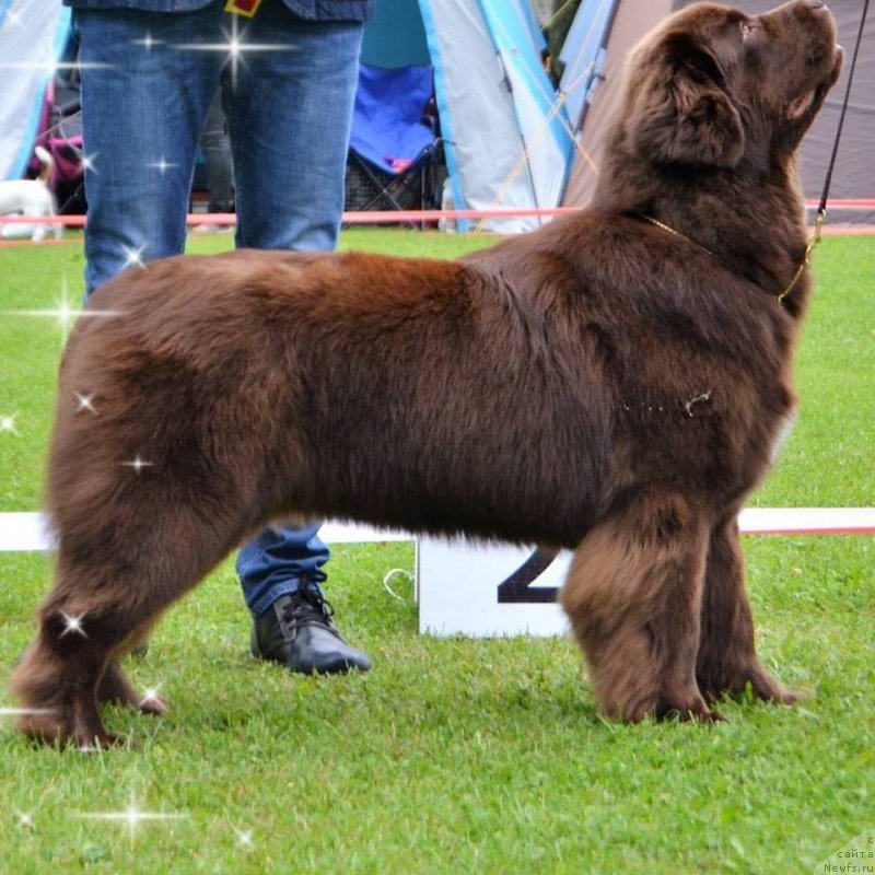 Фото: ньюфаундленд Brownblood MSK Alpina Guardian Soul (Браунблад МСК Альпина Гуардиан Соул)