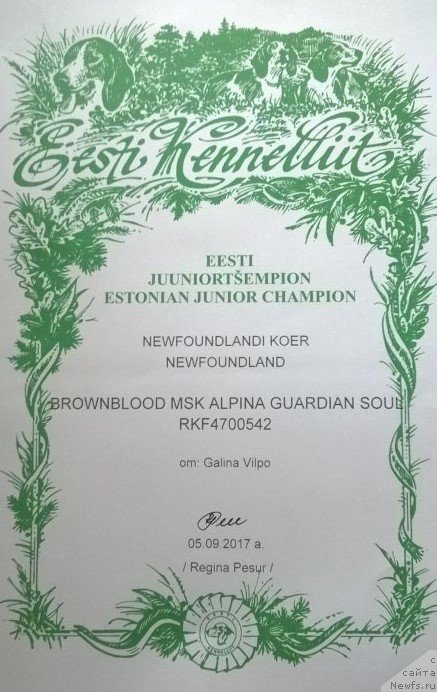 Фото: ньюфаундленд Brownblood MSK Alpina Guardian Soul (Браунблад МСК Альпина Гуардиан Соул)