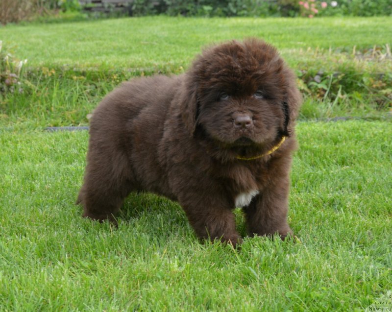 Фото: ньюфаундленд S'Nezhnaya Vjuga Glowing Hart (C'Нежная Вьюга Глоуинг Харт)