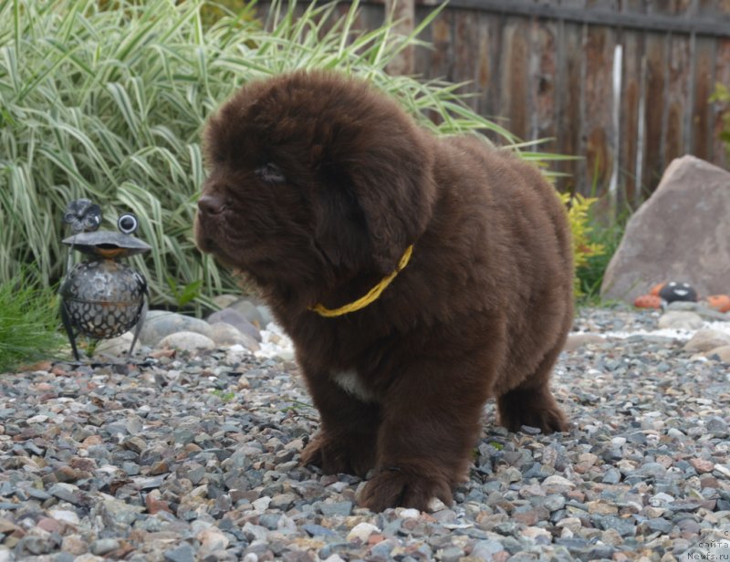 Фото: ньюфаундленд S'Nezhnaya Vjuga Glowing Hart (C'Нежная Вьюга Глоуинг Харт)