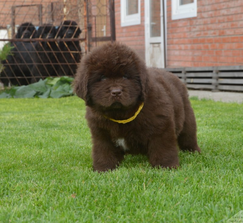 Фото: ньюфаундленд S'Nezhnaya Vjuga Glowing Hart (C'Нежная Вьюга Глоуинг Харт)