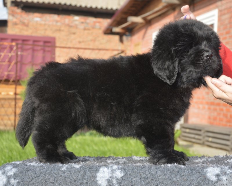 Фотография № 230099