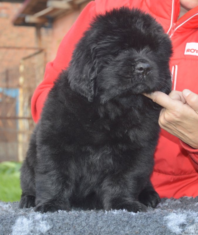 Фото: ньюфаундленд S'Nezhnaya Vjuga Graciosa Exotik (С'Нежная Вьюга Грациоза Экзотик)