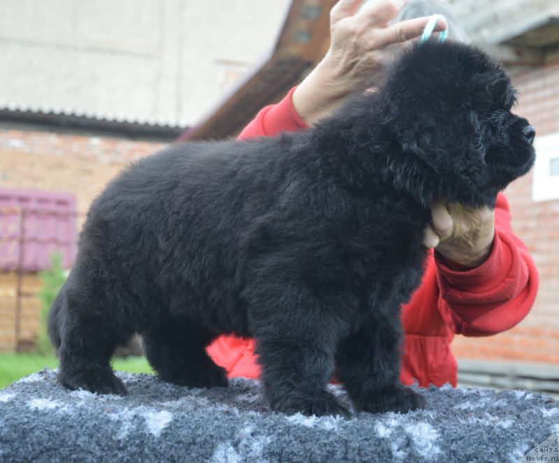 Фотография № 230102