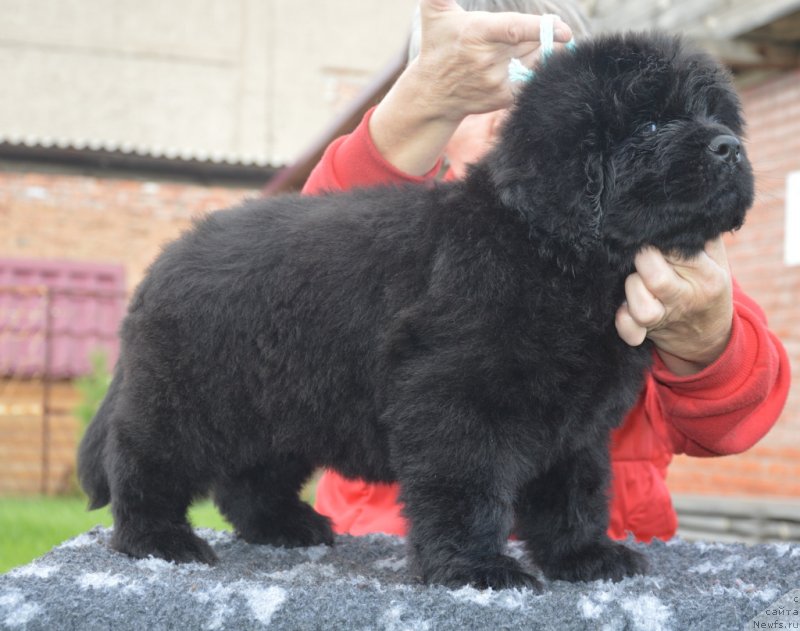 Фото: ньюфаундленд S'Nezhnaya Vjuga Greham Thomas (С'Нежная Вьюга Грехам Томас)
