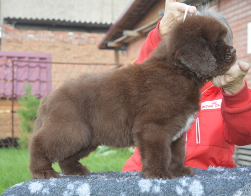 Фотография № 230106