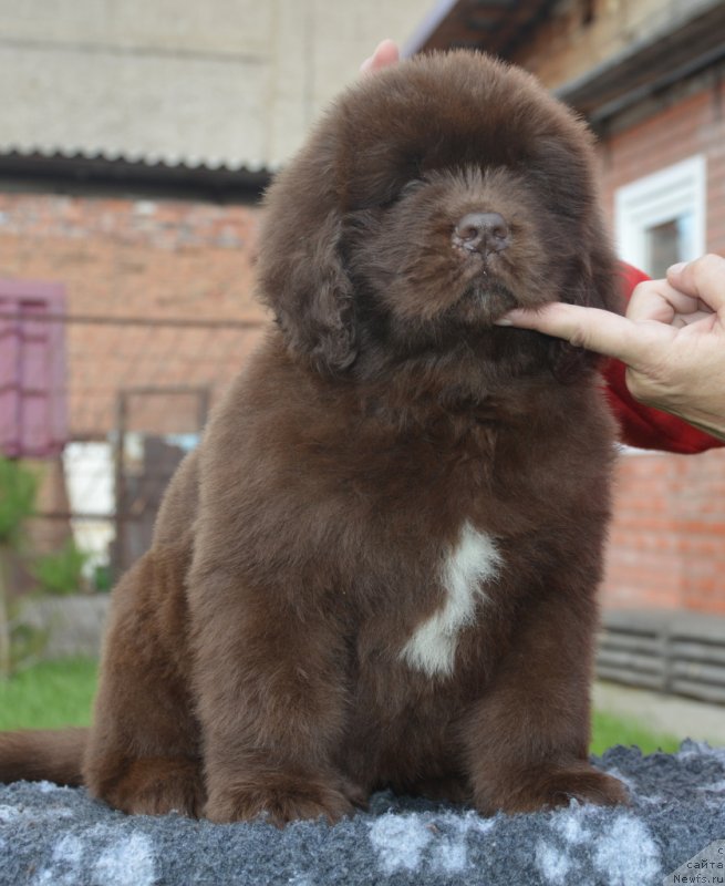 Фотография № 230107