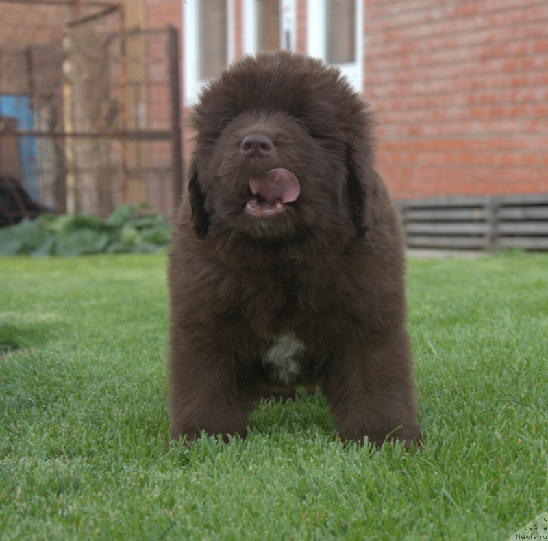 Фотография № 230108