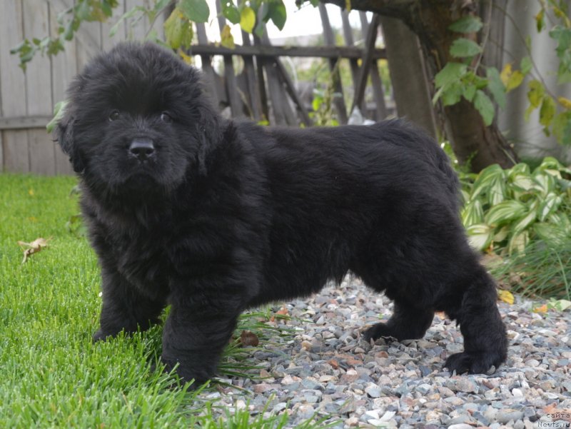 Фотография № 230110