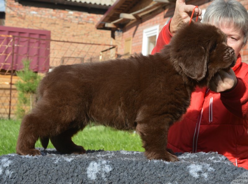 Фотография № 230112