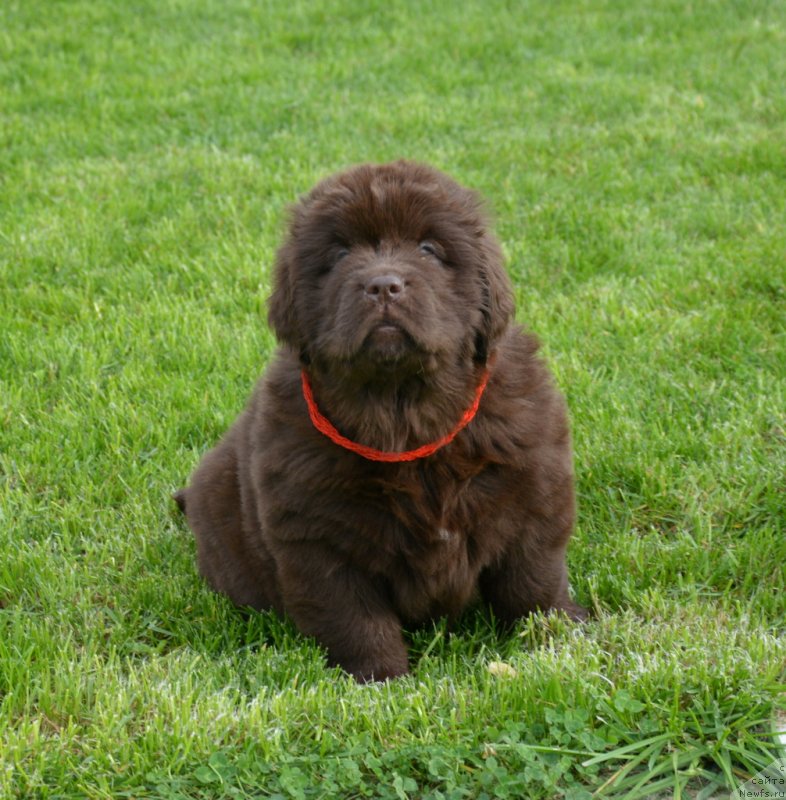 Фотография № 230113