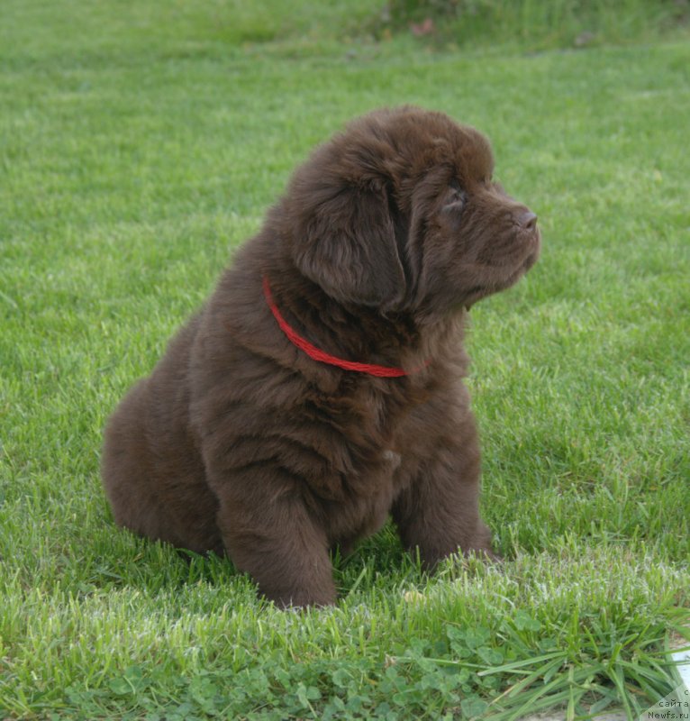 Фотография № 230114