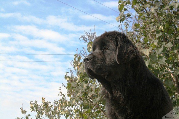 Фото: ньюфаундленд Infant Korolevyi Bodi Silk (Инфант Королевы Боди Силк)