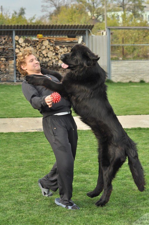 Фото: ньюфаундленд Infant Korolevyi Bodi Silk (Инфант Королевы Боди Силк)