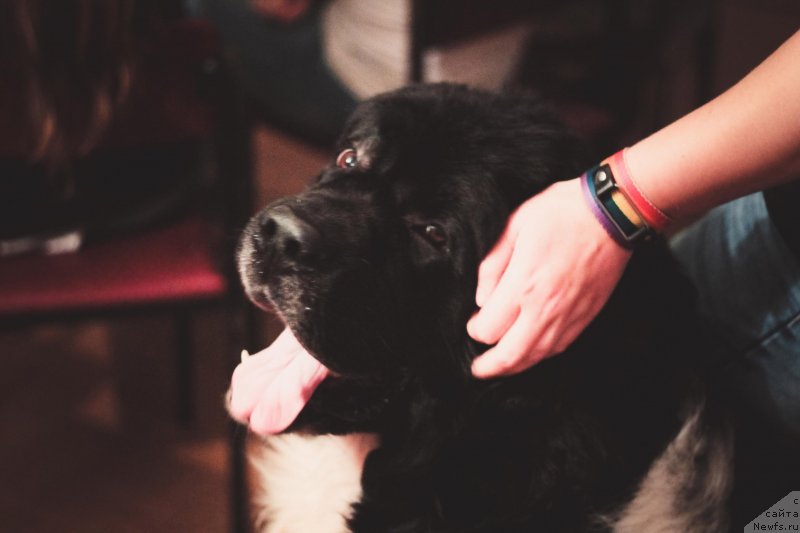 Фотография № 230127