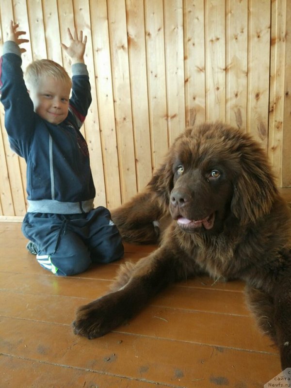 Фото: ньюфаундленд Braunblad MSK Dvayt Garnet (Браунблад МСК Двайт Гарнет)