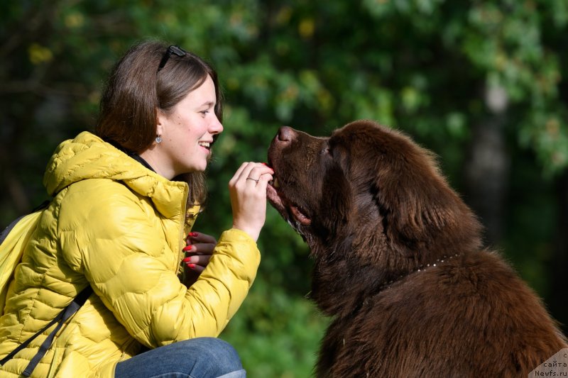 Фото: Ekaterina Babadjanyanc (Екатерина Бабаджанянц), ньюфаундленд Brownblood MSK Abrams-Strong (Браунблад МСК Абрамс-Стронг)