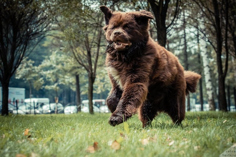 Фото: ньюфаундленд Brownblood MSK Abrams-Strong (Браунблад МСК Абрамс-Стронг)