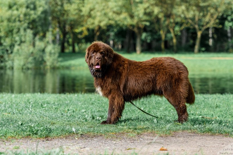 Фото: ньюфаундленд Brownblood MSK Abrams-Strong (Браунблад МСК Абрамс-Стронг)