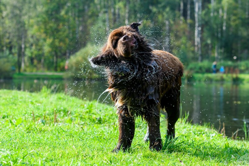 Фото: ньюфаундленд Brownblood MSK Abrams-Strong (Браунблад МСК Абрамс-Стронг)