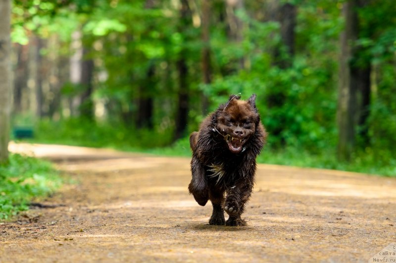 Фото: ньюфаундленд Brownblood MSK Abrams-Strong (Браунблад МСК Абрамс-Стронг)