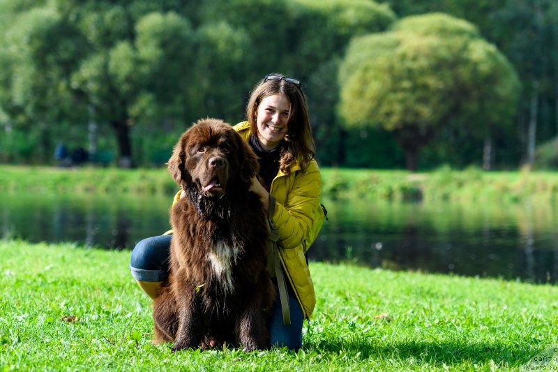 Фото: Ekaterina Babadjanyanc (Екатерина Бабаджанянц), ньюфаундленд Brownblood MSK Abrams-Strong (Браунблад МСК Абрамс-Стронг)