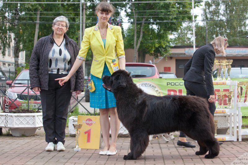 Фото: ньюфаундленд Moya Stikhiya Loreyn Ditrix (Моя Стихия Лорейн Дитрих)