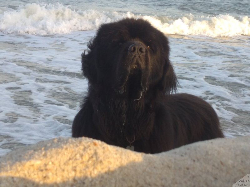 Фотография № 230142