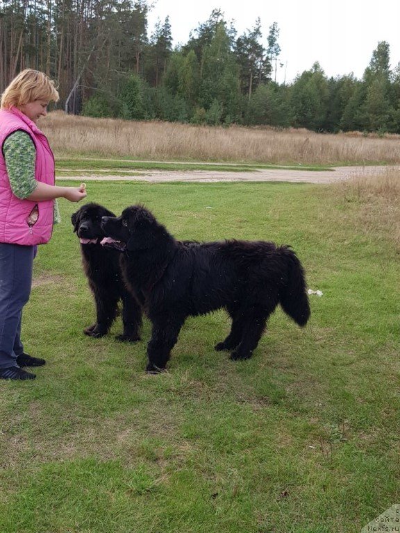 Фото: ньюфаундленд Predannyiy Drug (Преданный Друг)