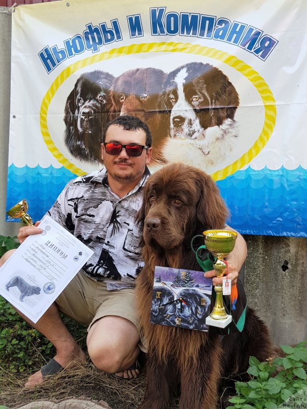 Фото: ньюфаундленд Cherniy Balu Zlatogor (Черный Балу Златогор)