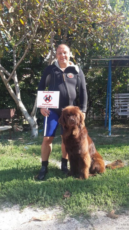 Фото: Galina Artyushina (Галина Артюшина), ньюфаундленд Charodeyka Bona (Чародейка Бона)