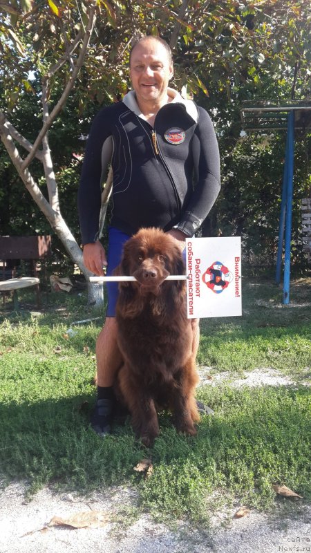 Фото: Galina Artyushina (Галина Артюшина), ньюфаундленд Charodeyka Bona (Чародейка Бона)