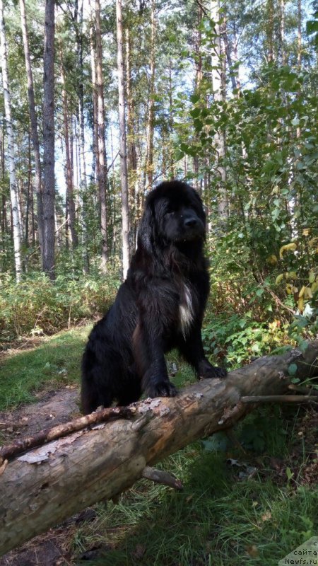 Фото: ньюфаундленд Ledi Fortuna (Леди Фортуна)