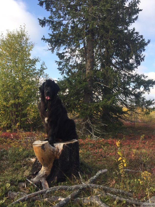 Фото: ньюфаундленд Ledi Fortuna (Леди Фортуна)