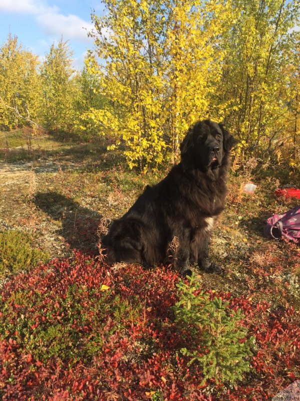 Фото: ньюфаундленд Ledi Fortuna (Леди Фортуна)