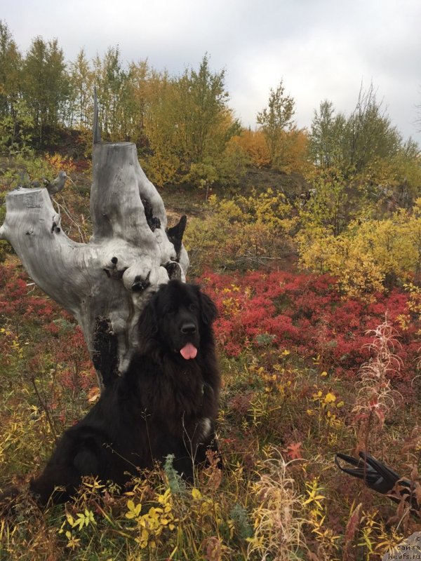 Фото: ньюфаундленд Ledi Fortuna (Леди Фортуна)