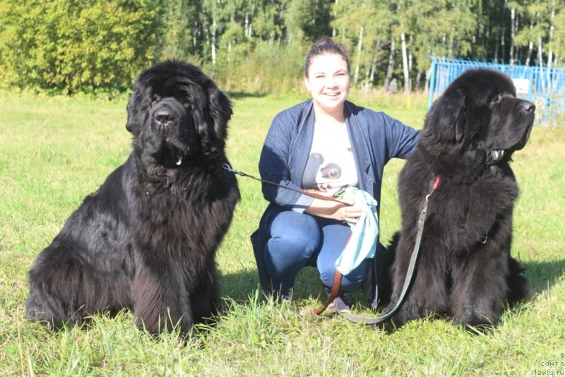 Фото: ньюфаундленд King of Helluland You Shock Me, Юля, ньюфаундленд Beguschaya po Volnam Zero Kool (Бегущая по Волнам Зеро Коол)