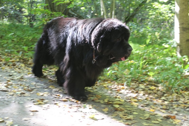 Фото: ньюфаундленд YAntarnaya Mechta (Янтарная Мечта)