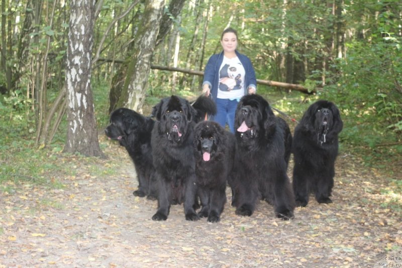 Фото: ньюфаундленд Anabelle Kvin of zye Mountayns (Анабелле Квин оф зэ Моунтайнс), ньюфаундленд Daymond King (Даймонд Кинг), Элли, ньюфаундленд King of Helluland You Shock Me, ньюфаундленд Beguschaya po Volnam Zero Kool (Бегущая по Волнам Зеро Коол)