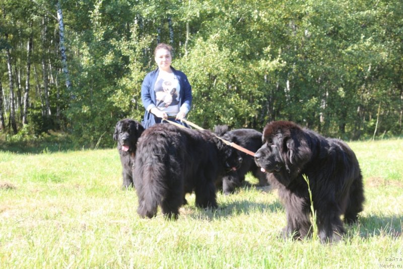Фото: ньюфаундленд Gloriya Grand Blek (Глория Гранд Блек), ньюфаундленд Fortuna of Giant's Island, ньюфаундленд YAntarnaya Mechta (Янтарная Мечта), ньюфаундленд Neretum Tribe Xagrid, и Юля