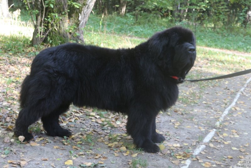 Фото: ньюфаундленд Beguschaya po Volnam Zero Kool (Бегущая по Волнам Зеро Коол)