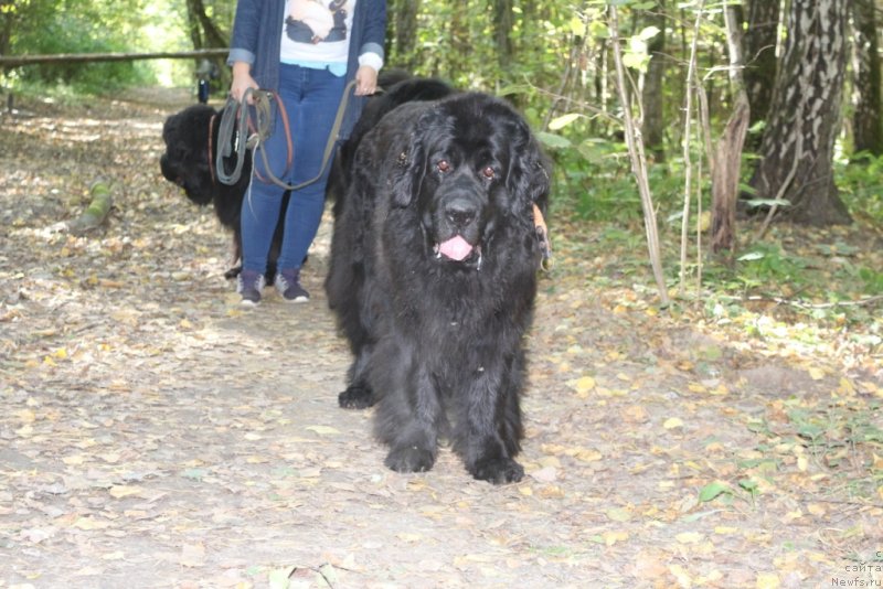 Фото: ньюфаундленд Gloriya Grand Blek (Глория Гранд Блек)
