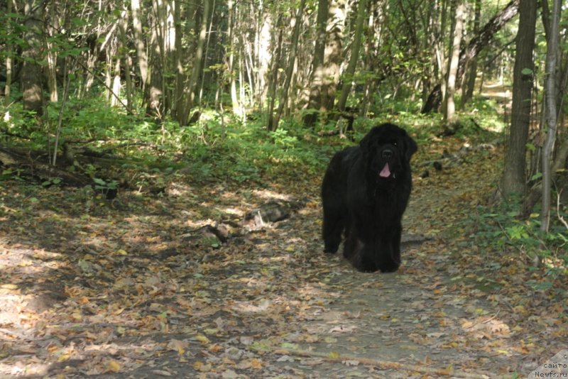 Фото: ньюфаундленд King of Helluland You Shock Me