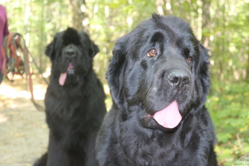 Фото: ньюфаундленд Anabelle Kvin of zye Mountayns (Анабелле Квин оф зэ Моунтайнс)