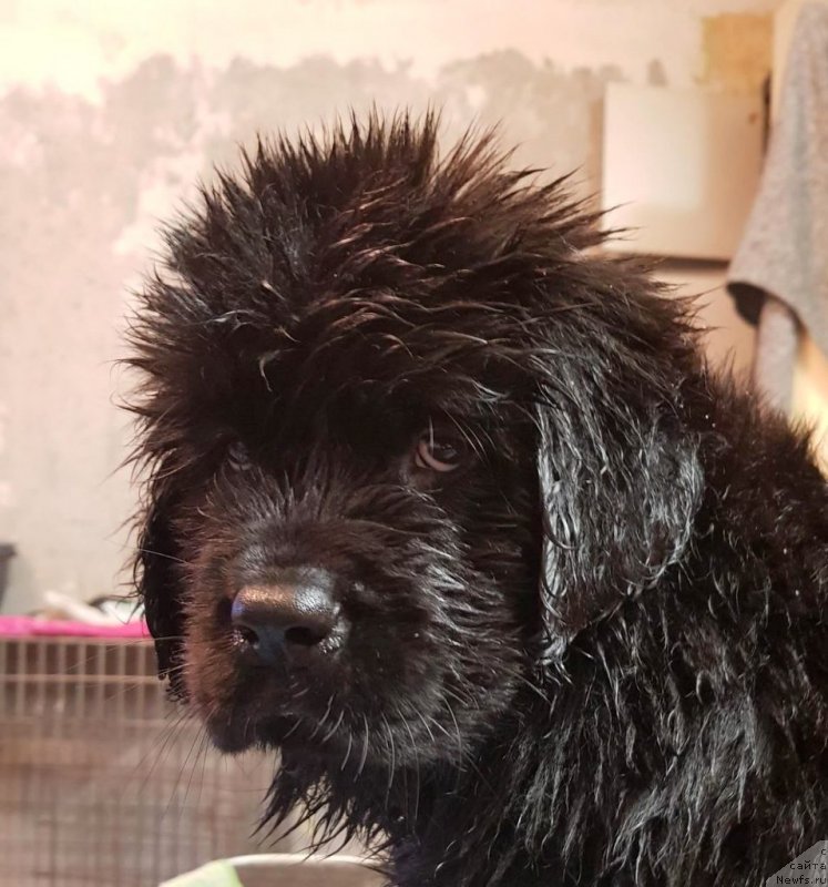 Фотография № 230212