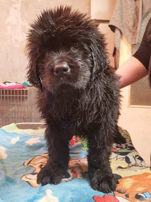 Фотография № 230213