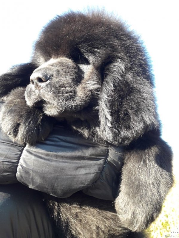 Фото: ньюфаундленд Louise de Vilmorin (Луиза де Вильморен)